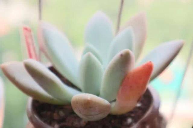 丸叶松绿怎么养，丸叶松绿的叶子可用来繁殖吗（养多肉，记名字，预防老年痴呆）