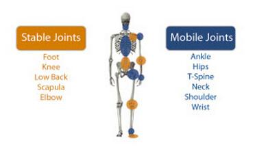 髋关节在哪个部位图片，髋关节在哪个部位（快看看髋关节的功能表现）