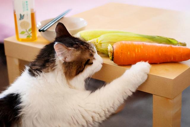 猫能吃什么人类食物，猫咪可以吃什么人类食物（猫咪可以吃的9种人类食物）