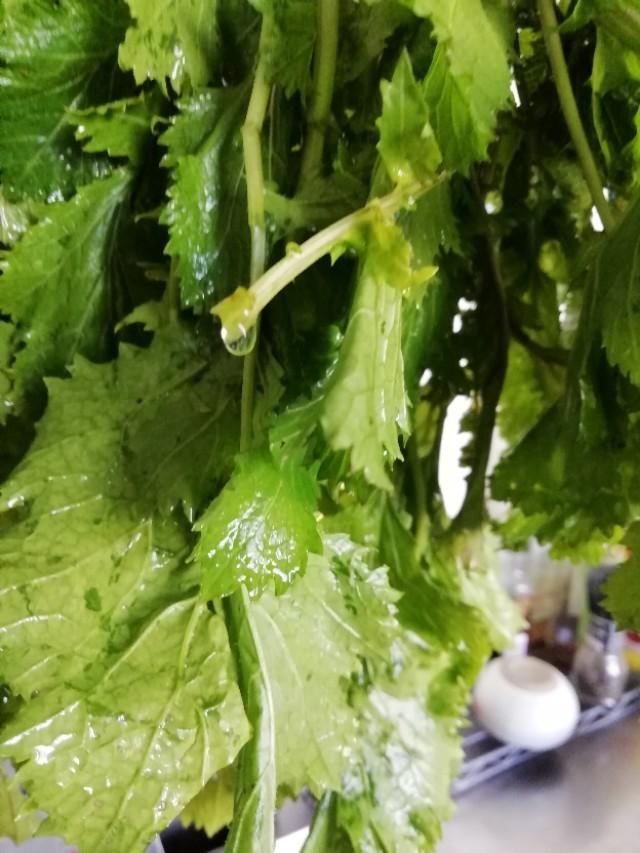 雪里红菜怎么做好吃,雪里红菜的功效作用禁忌(北京