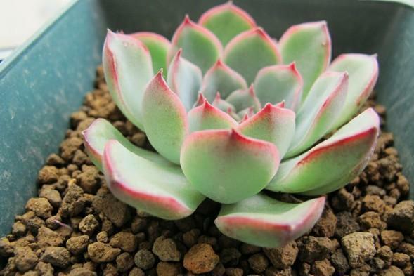 多肉植物所代表的花语，多肉植物花语（都是表示“爱意”的）