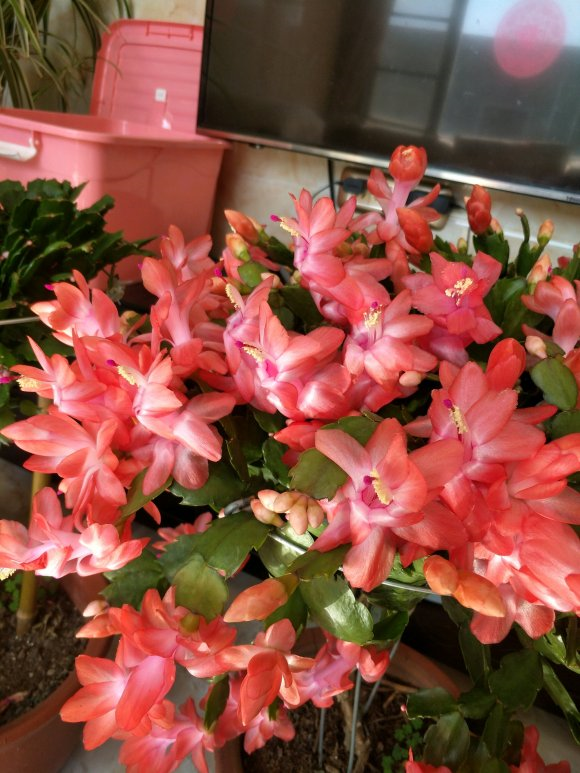 多花指甲兰，多花指甲兰的句子（剪剪“指甲”挤满花芽）