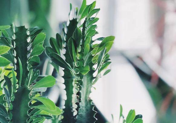 观音莲的花语，观音菩萨与莲花的寓意（守护你的小幸福）