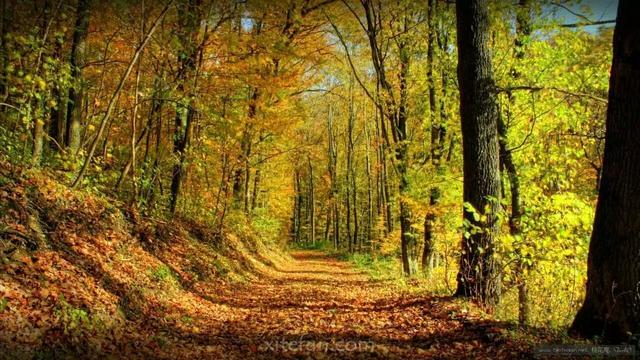 描写秋天思念的句子，秋天的思念句子短句唯美（一念秋风起，一念相思长）