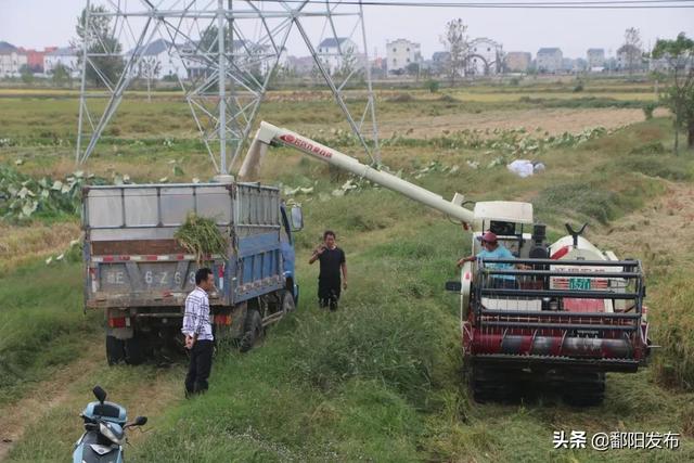 金黄的什么填空，黄色的什么填空词语（视界丨金黄的秋）