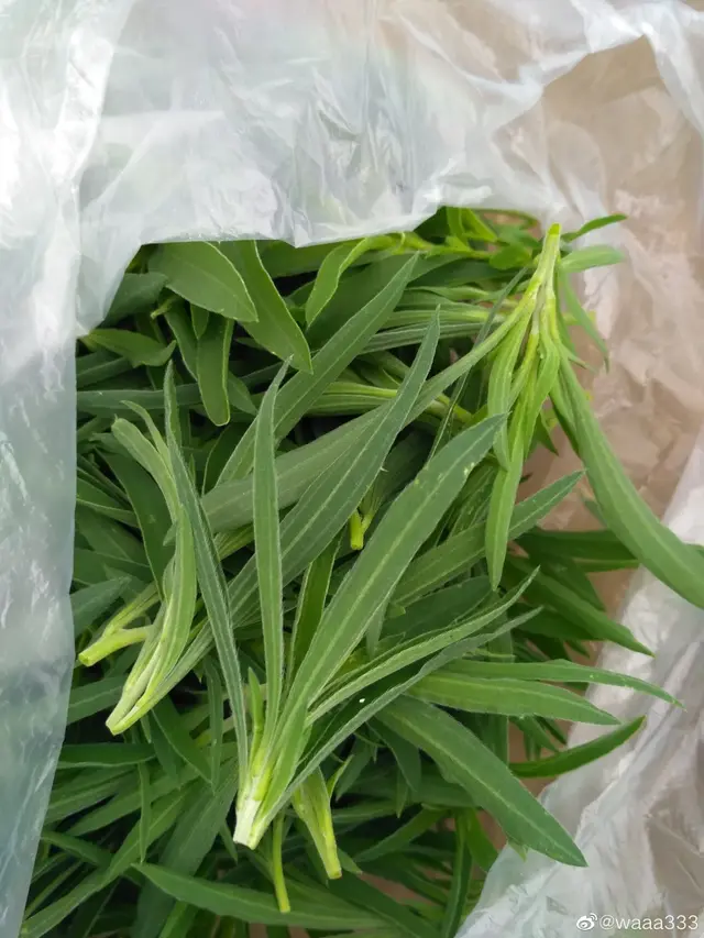 荠菜是春天不可错过的野菜，最美味的15种野菜