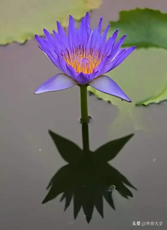 莲花的别称有哪些，莲花的别称有哪些拼音（ 太齐全太珍贵了）