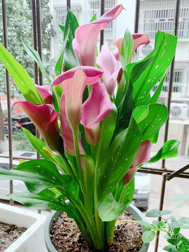 鸟尾花的繁育管理，鸟尾花 花期（30种耐阴花）