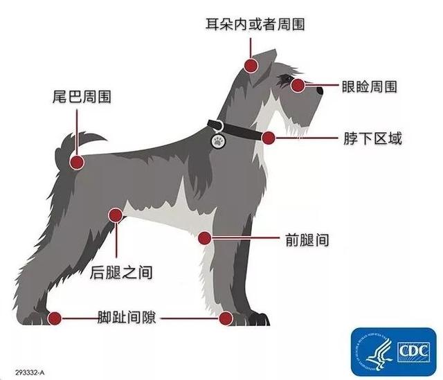防止蜱虫爬身上涂抹什么，被蜱虫咬了擦什么药膏（又是一年春来到）