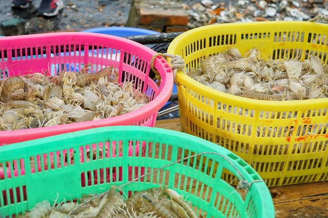 象拔蚌多少钱一斤，把象拔蚌立着自己坐上去视频（爬爬虾45元、生蚝2.5元、贝壳1元）