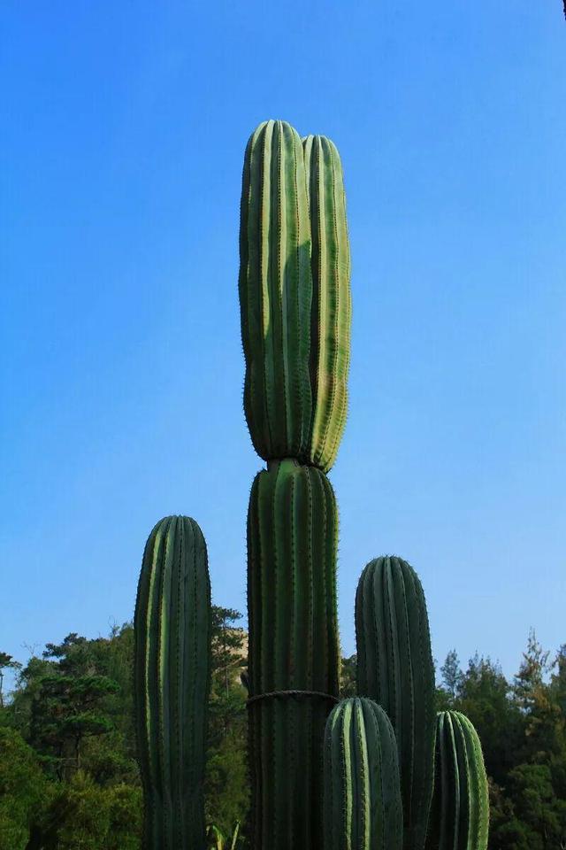 厦门万石植物园里有哪些植物，厦门万石植物园里有哪些植物花（种满多肉的植物园）