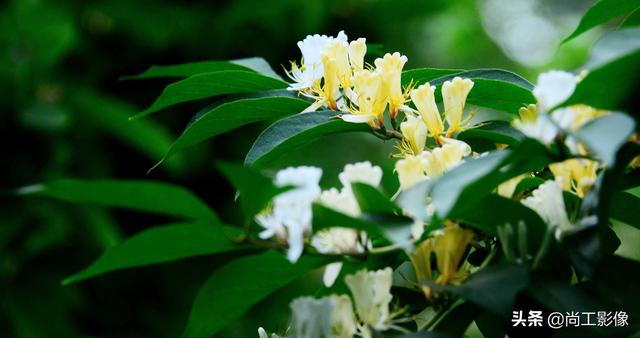 金银木的形态特征和果实作用详情介绍，金银木的果实功效与作用（黄白同枝姐妹花一一金银“木”）