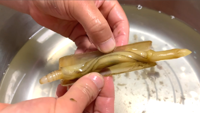 蛏子怎样去除内脏图解，蛏子怎么清除内脏（退潮时多抓一些放冰箱）