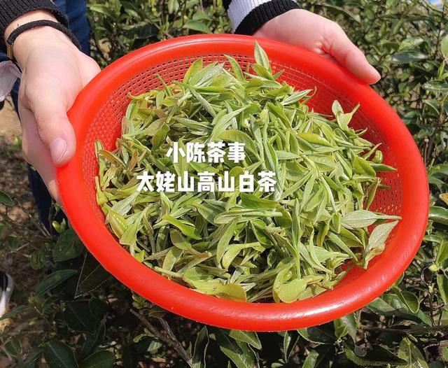白牡丹茶怎么泡，白牡丹是什么茶（白茶春牡丹和秋牡丹）