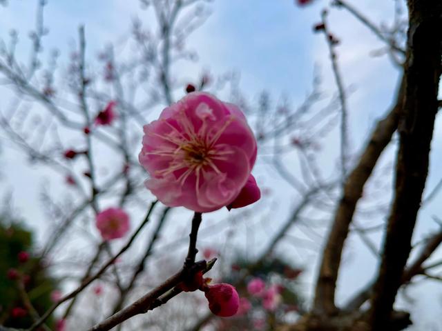 报花名绕口令，《报花名》