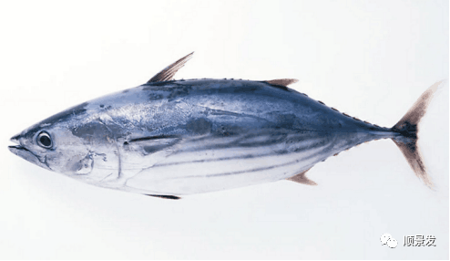 世界上有哪些渔场，世界上有几个渔场（天下“渔仓”——走进世界四大渔场）