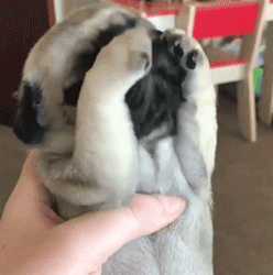 呆萌狗狗，呆萌狗狗道具（呆萌+有趣+憨厚图片）