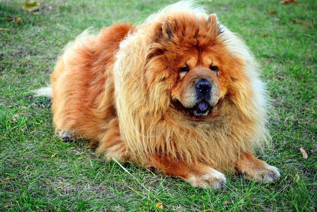 雪橇犬有几种，世界三大傻狗（最容易掉毛的7种狗狗）