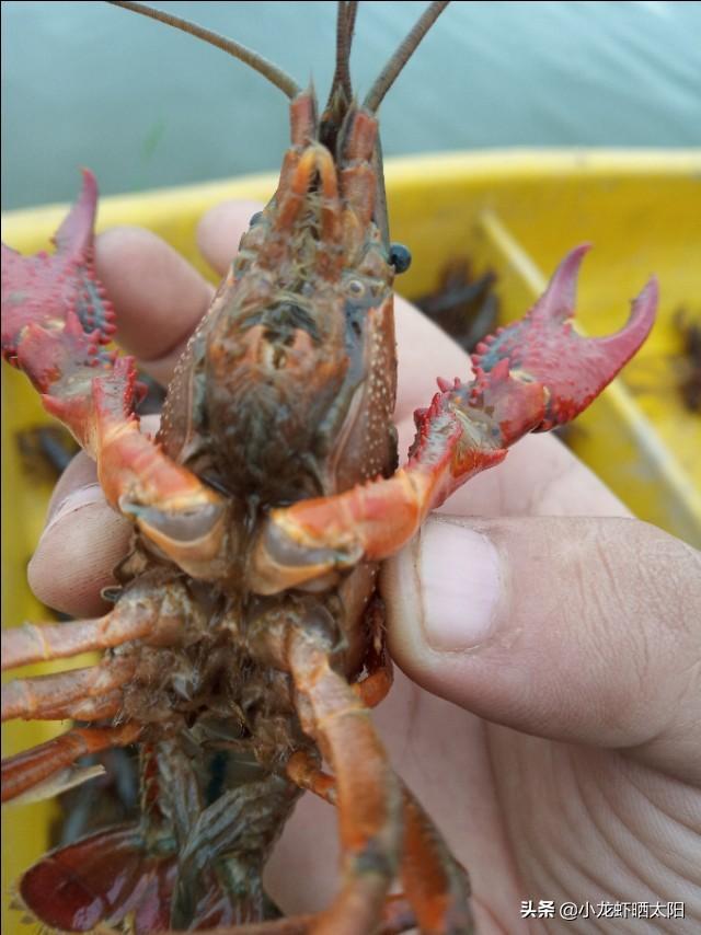 自己在家怎么养小龙虾，自己在家怎么养小龙虾苗（不买任何饲料投喂小龙虾）