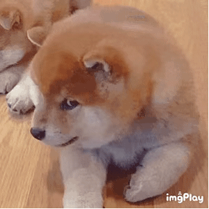 表情包  可爱小动物，微信头像，表情包  可爱小动物（可爱小动物表情包）