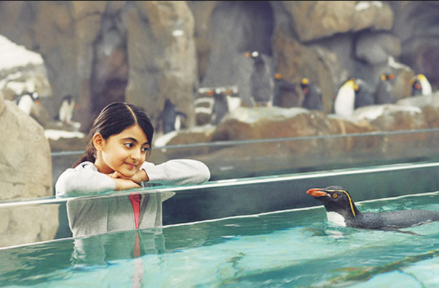 海狸是哪个国家的国宝，海狸是哪个国家的国宝的寿命（在加拿大寻找身价过亿美元的动物）