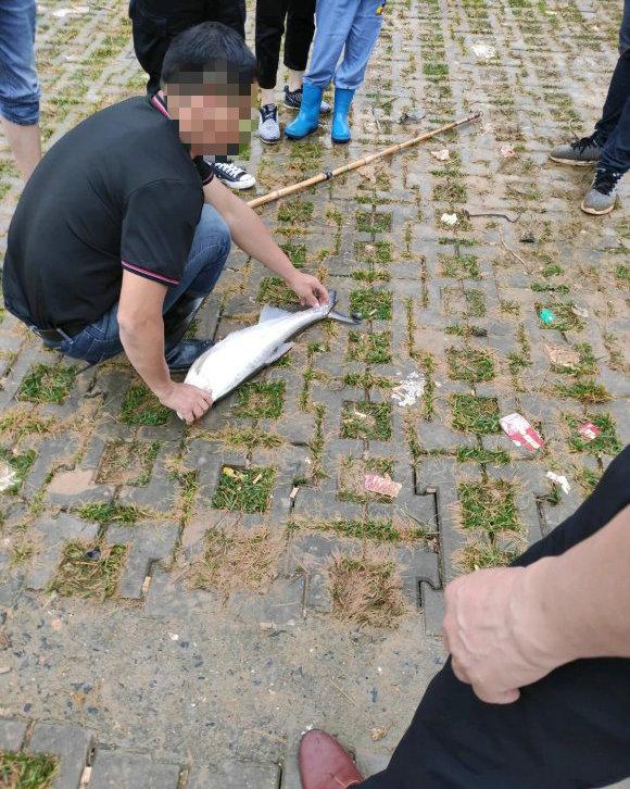 翘嘴鱼多少钱一斤， 翘嘴鱼叫什么名字（翘嘴鱼群聚集巢湖口）