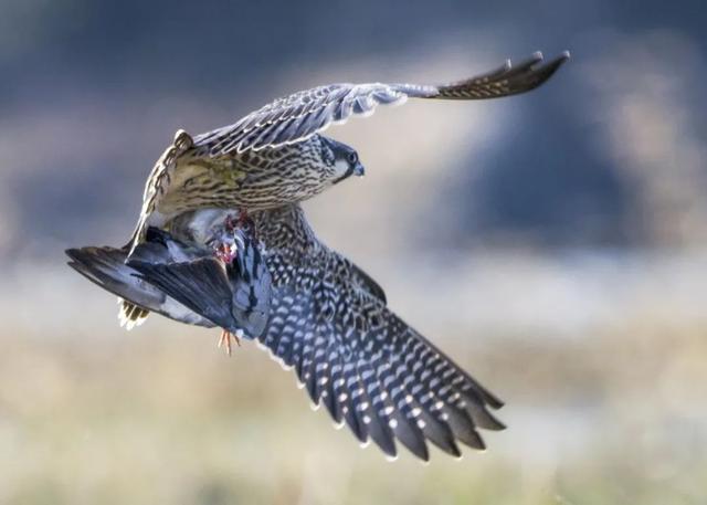 隼是什么鸟，生物演化史上的速度巅峰（隼是什么鸟吃什么食物）