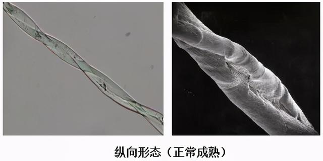 纤维素的结构，纳米纤维素的结构（揭开棉纤维的神秘“面纱”）