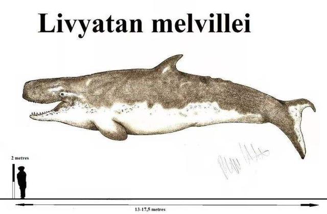 梅尔维尔鲸怎么画?图片