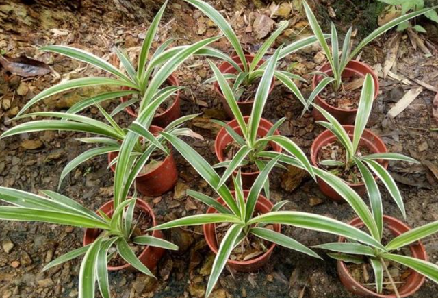 扦插生根最快方法，果树扦插生根最快的方法（水培是最简单的扦插“生根法”）