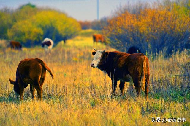 阿拉善是什么意思，阿拉善是什么梗（蒙语中的盟、旗、苏木、嘎查、浩特及郭勒在汉语中是什么意思）