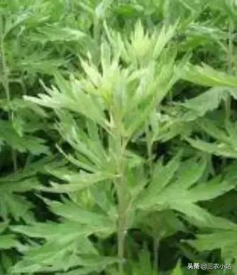 碱蓬菜的功效与作用，碱蓬的功效与作用（山野菜大全）