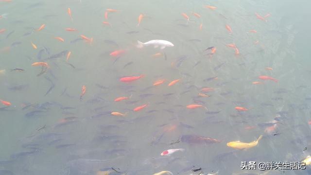 三国小镇蛇年大礼包，三国小镇蛇年大礼包激活码怎么弄（三国小镇打造西北集美食娱乐）