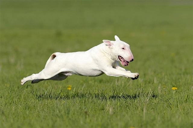 常见犬种介绍，养狗前你知道工作犬和玩具犬吗