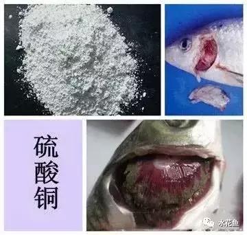 用什么农药药鱼，用什么农药药鱼最厉害（常用鱼药的优缺点与药用量及品种禁忌）