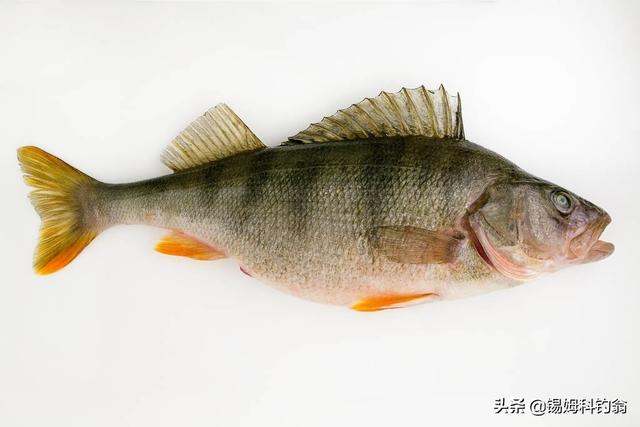如何垂钓淡水鲈鱼，<连载十五——如何钓淡水鲈鱼>