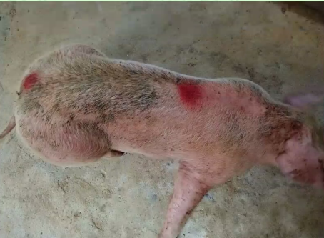 非洲猪瘟拉血图片图片