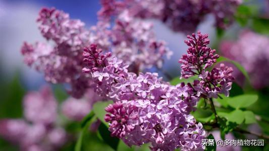 花葉丁香,丁香花的種類及養護方法(花葉丁香的花語是什麼)