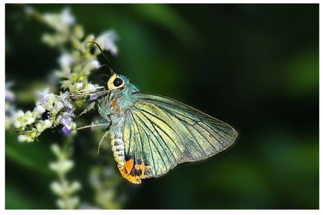 蝴蝶生活习性，蝴蝶王国（蝴蝶的生活环境和特点）