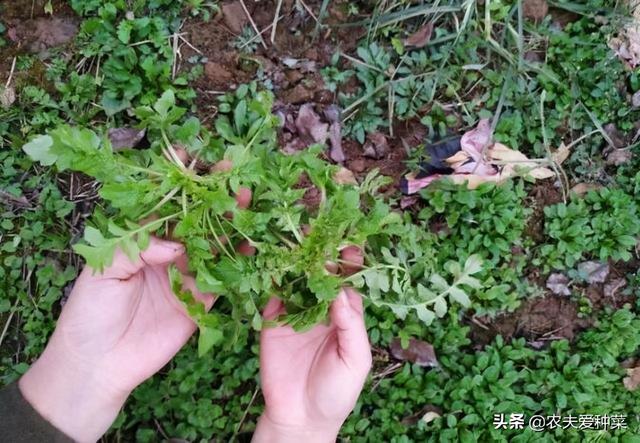 地菜和荠菜是一样的吗，荠菜是地菜吗（路旁野生“地菜”）