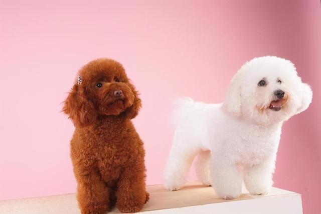 比熊和泰迪详细对比，比熊犬和泰迪犬有哪些区别