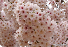 中国樱花有几个品种，中国樱花树品种（这81种樱花）