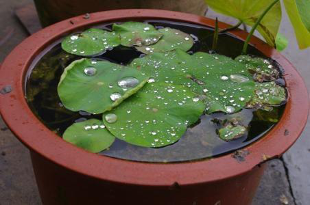 碗莲的种植方法，碗莲种植方法（花开娇艳又好看）