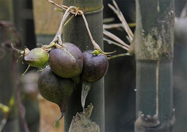 竹子开花吗，竹子一生只开一次花吗（竹子开花难道真是“大灾变”的前兆）