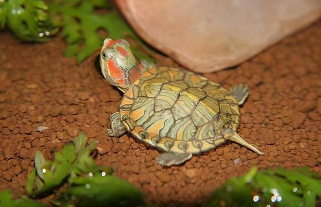 乌龟冬眠怎么养，乌龟冬眠的三个方法哪个存活率高（再也不用担心乌龟过冬了）