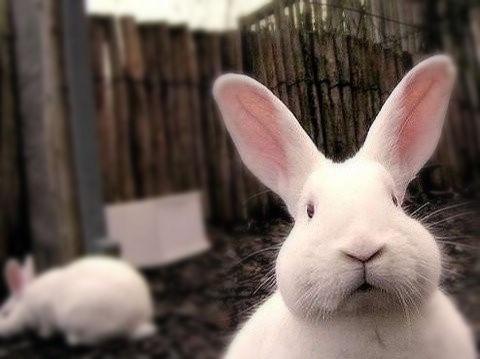 男生说想吃我的小兔兔是什么意思,男生为什么会吃女生的小兔兔(你