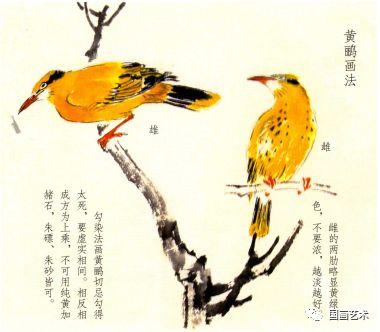 黄莺草，孙其峰 讲解黄鹂画法（黄莺草可以做干花吗）