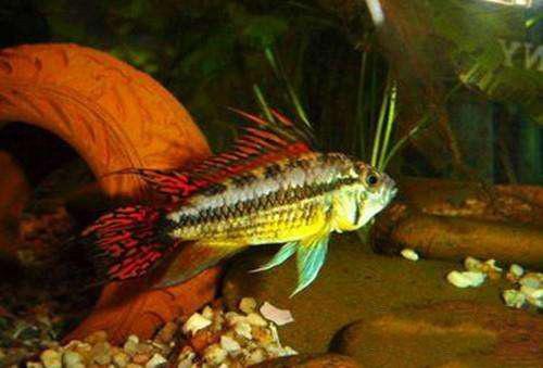 【胡子鱼】黄金大胡子鱼的繁殖简介，黄金大胡子鱼产地（与迷你鹦鹉鱼生活习性相近的）