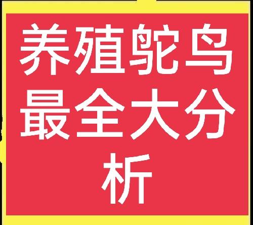鸵鸟吃什么，鸵鸟怎么养殖吃什么（这里有养殖鸵鸟全介绍）