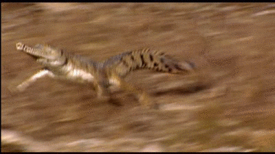 关于鳄鱼的资料，鳄鱼速度18km/h